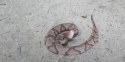 Athens-Clarke snake